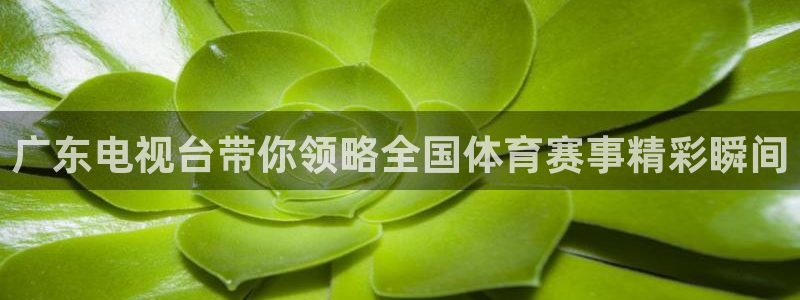 24小时免费足球直播：广东电视台带你领略全国体育赛事精彩瞬间